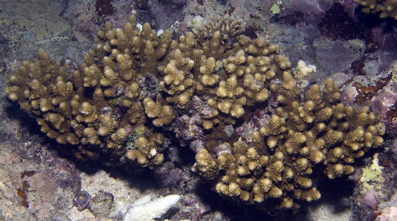 Acropora monticulosa